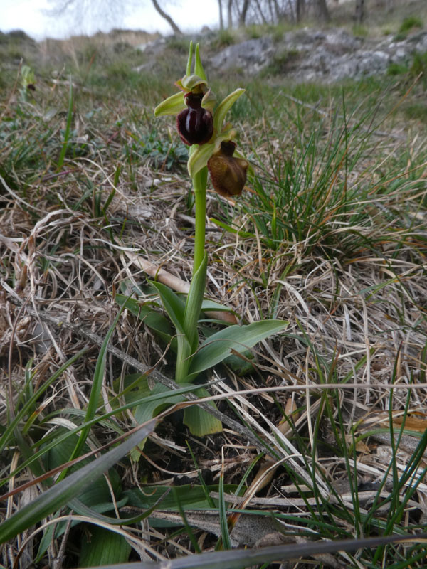 Ophrys sphegodes subsp. sphegodes